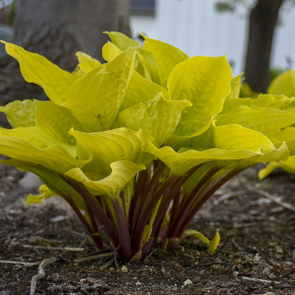 Hosta 'Fire Island' - 2 Gallon Pot