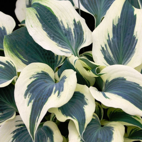 Hosta 'Firn Line' - 2 Gallon Pot