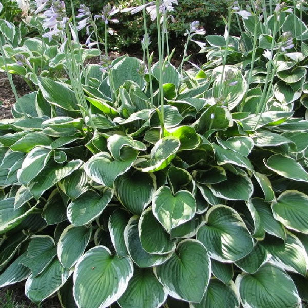Hosta 'Francee' - 2 Gallon Pot