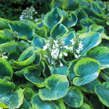 Load image into Gallery viewer, Hosta &#39;Francis Williams&#39; - 2 Gallon Pot
