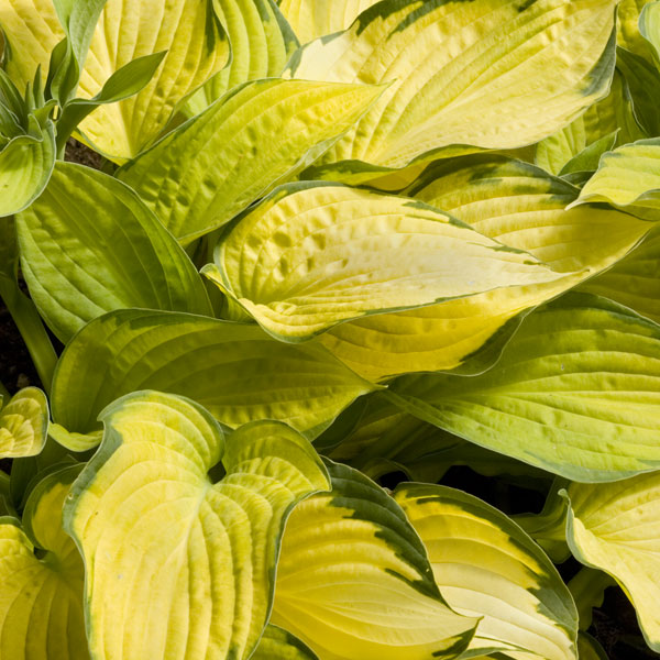 Hosta 'Gold Standard' - 2 Gallon