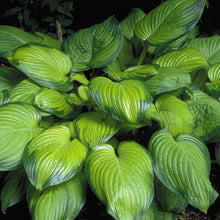 Load image into Gallery viewer, Hosta &#39;Guacamole&#39; - 2 Gallon Pot
