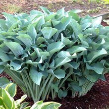 Load image into Gallery viewer, Hosta &#39;Krossa Regal&#39; - 2 Gallon Pot
