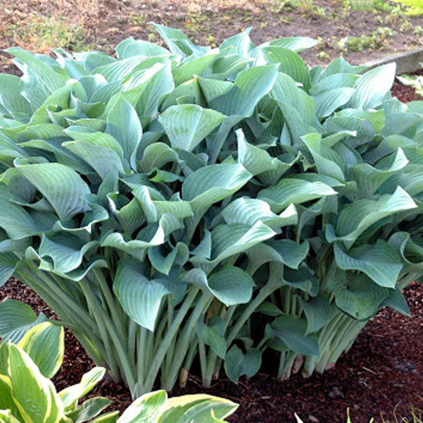 Hosta 'Krossa Regal' - 2 Gallon Pot
