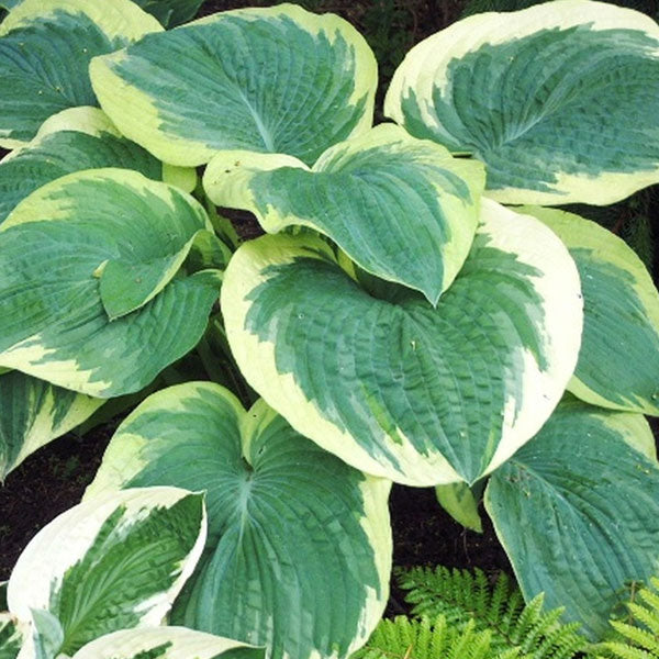 Hosta 'Northern Exposure' - 2 Gallon Pot
