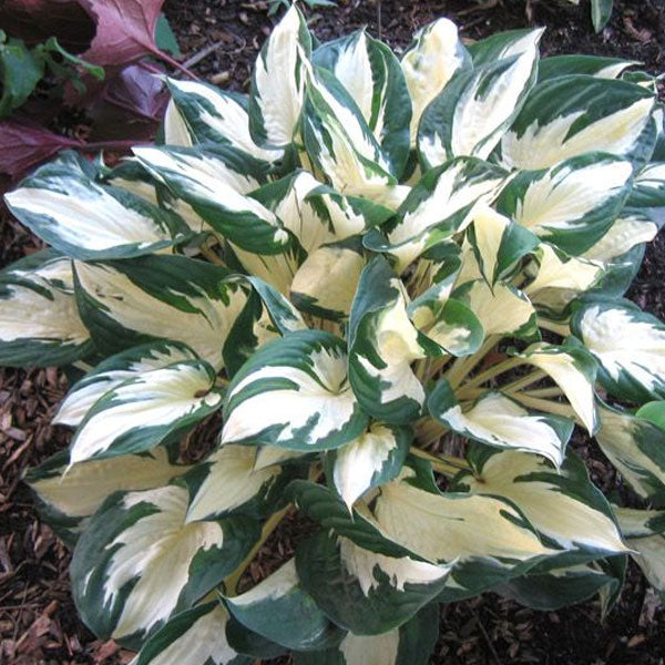 Hosta 'Paul Revere' - 2 Gallon Pot