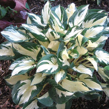 Load image into Gallery viewer, Hosta &#39;Paul Revere&#39; - 2 Gallon Pot
