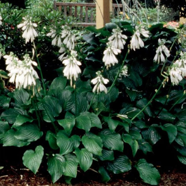 Hosta 'Royal Standard' - 2 Gallon Pot