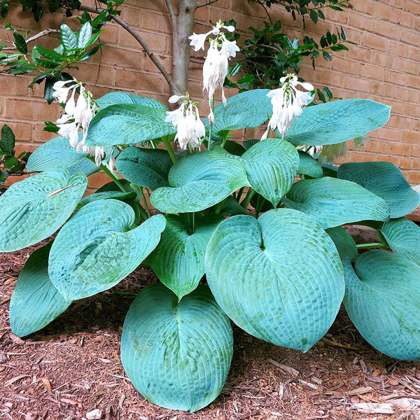 Hosta 'Big Daddy' - 2 Gallon