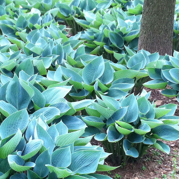 Hosta 'Blue Cadet' - 2 Gallon