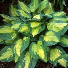Load image into Gallery viewer, Hosta &#39;Captain Kirk&#39; - 2 Gallon Pot
