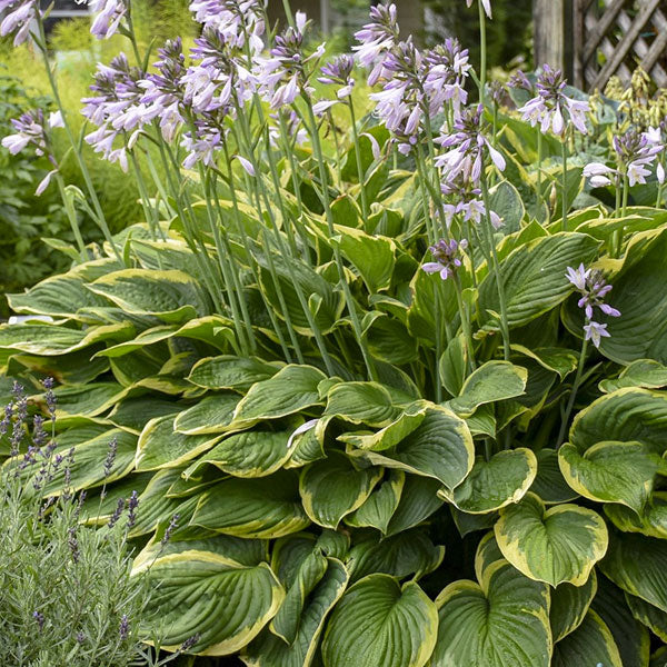Hosta fortunei 'Aureomarginata' - 2 Gallon Pot