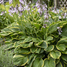Load image into Gallery viewer, Hosta fortunei &#39;Aureomarginata&#39; - 2 Gallon Pot
