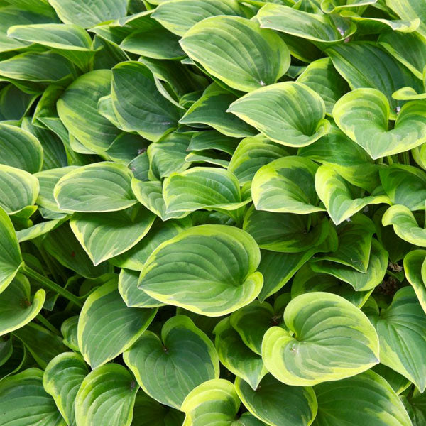 Hosta 'Golden Tiara' - 2 Gallon