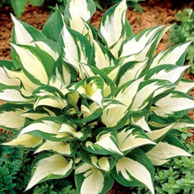 Load image into Gallery viewer, Hosta &#39;Loyalist&#39; - 2 Gallon Pot
