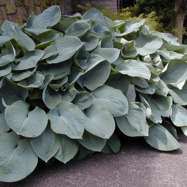 Hosta sieboldiana 'Elegans'
