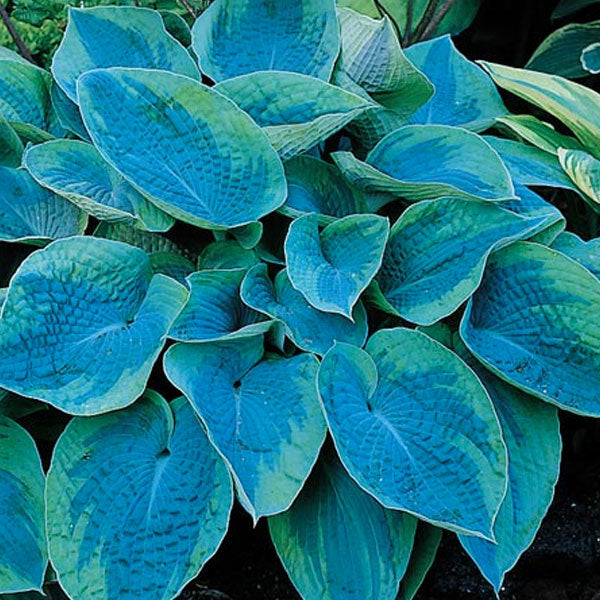 Hosta tokudama 'Flavocircinalis' - 2 Gallon Pot