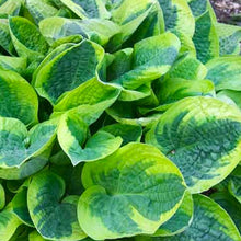 Load image into Gallery viewer, Hosta &#39;Wide Brim&#39; - 2 Gallon Pot
