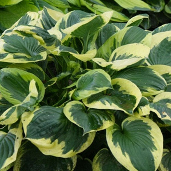 Hosta 'Twilight' - 2 Gallon Pot