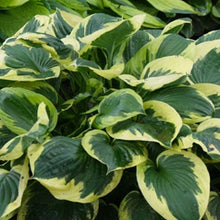Load image into Gallery viewer, Hosta &#39;Twilight&#39; - 2 Gallon Pot
