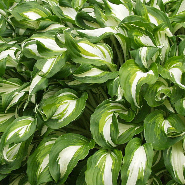 Hosta 'Medio Variegata' - 2 Gallon Pot