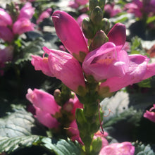 Load image into Gallery viewer, Chelone &#39;Hot Lips&#39;
