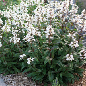 Penstemon digitalis 'Husker Red' - 2 Gallon Pot