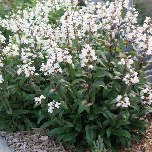 Penstemon digitalis 'Husker Red' - 2 Gallon Pot