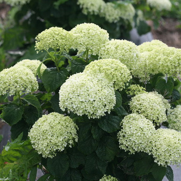 Hydrangea arborescens - Invincibelle Limetta® - 3 Gallon Pot