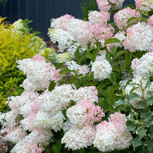 Hydrangea paniculata 'Little Lamb' - 3 Gallon Pot