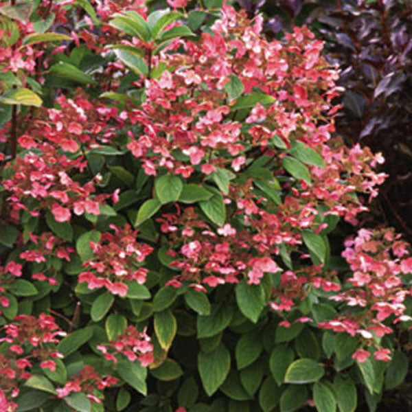 Hydrangea paniculata 'Quick Fire'® - 3 Gallon Pot