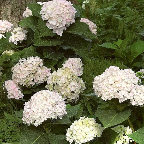 Hydrangea macrophylla Endless Summer® 'Blushing Bride'®