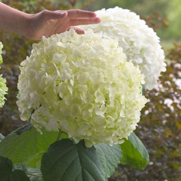 Hydrangea arborescens 'Incredaball'® - 3 Gallon Pot