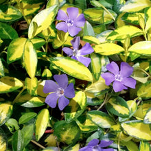 Load image into Gallery viewer, Vinca Minor &#39;Illumination&#39; - Periwinkle Ground Cover - Perennial -1 Gallon
