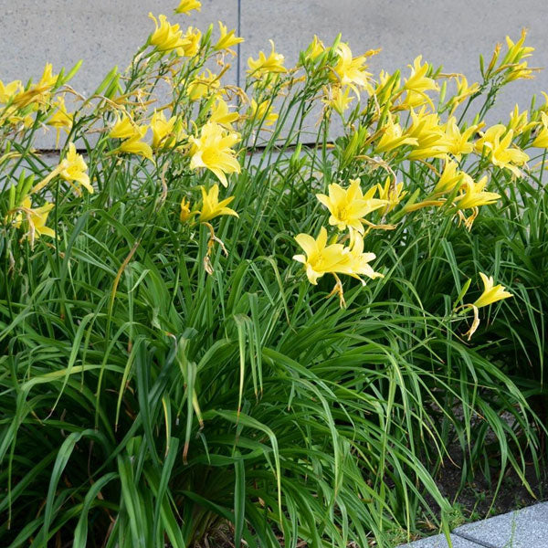 Hemerocallis 'Hyperion' - 2 Gallon Pot