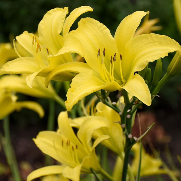 Hemerocallis 'Hyperion' - 2 Gallon Pot
