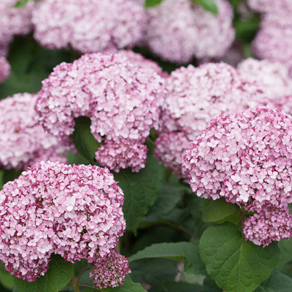 Hydrangea arborescens 'Incredaball Blush'® - 5 Gallon Pot