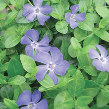 Load image into Gallery viewer, Vinca Minor  - Periwinkle Ground Cover -1 Gallon
