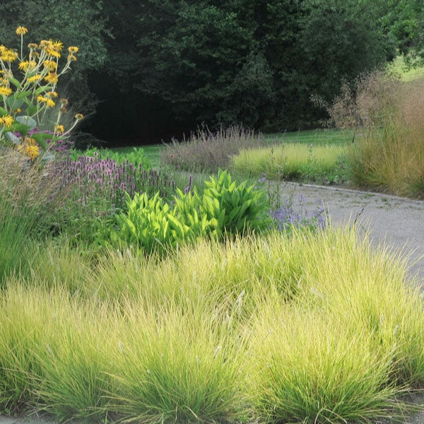 Sesleria autumnalis - 1 Gallon