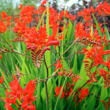 Load image into Gallery viewer, Crocosmia Lucifer - Perennial - Red Flowers - Long Blooming
