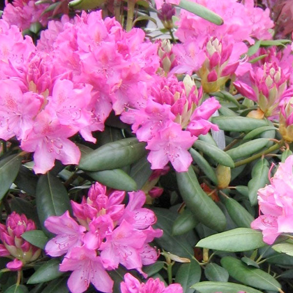 Rhododendron 'Roseum Pink' - 3 Gallon Pot