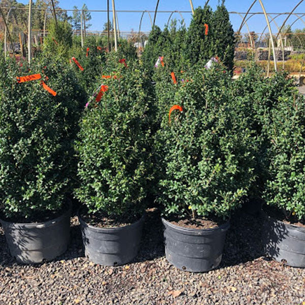 Ilex crenata 'Chesapeake' - 5 Gallon Pot