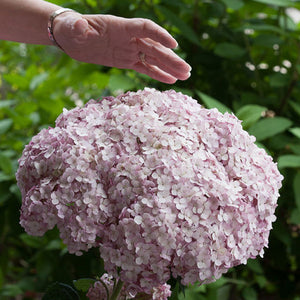 Hydrangea arborescens 'Incredaball Blush'® - 5 Gallon Pot