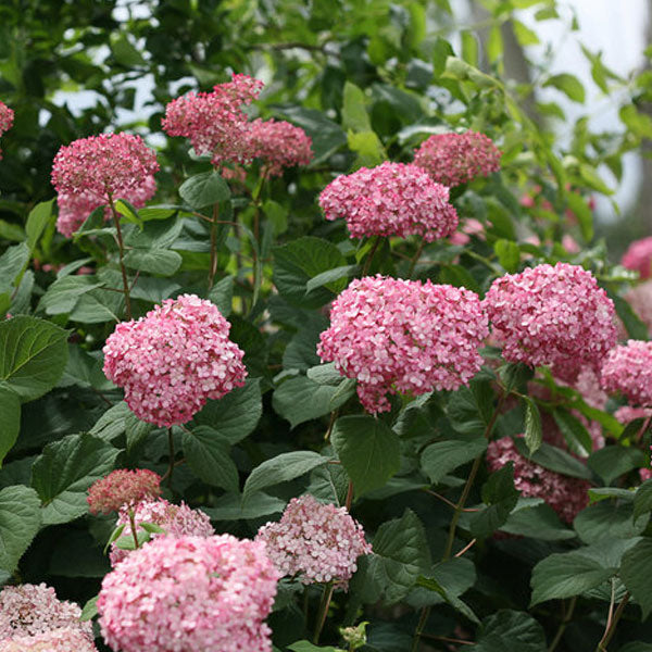 Hydrangea arborescens Invincibelle® Spirit II - 3 Gallon Pot
