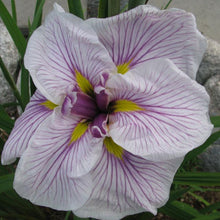 Load image into Gallery viewer, Iris ensata &#39;Greywoods Catrina&#39; - 1 Gallon Pot
