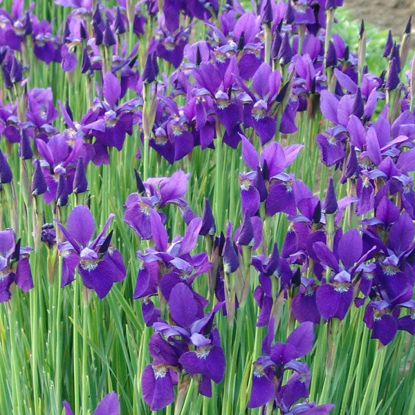 Iris sibirica 'Caesar's Brother' - 1 Gallon Pot