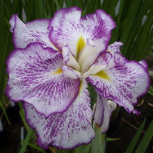 Load image into Gallery viewer, Iris ensata &#39;Stippled Ripples&#39; - 1 Gallon Pot
