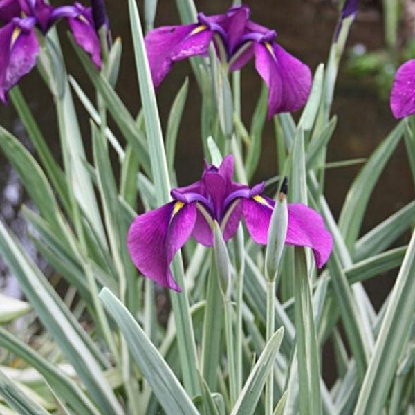 Iris ensata 'Variegata' - 1 Gallon Pot