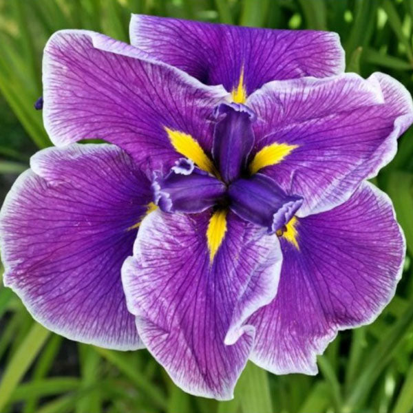 Iris ensata 'Crystal Halo' - 1 Gallon Pot