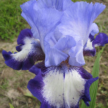Load image into Gallery viewer, Iris germanica &#39;On Edge&#39; - 1 Gallon Pot
